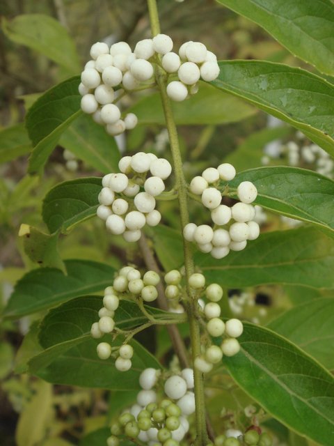 Callicarpa dichotoma 'Albibacca' fruit